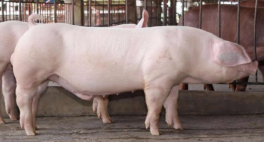 Jak chovat selata landrace?